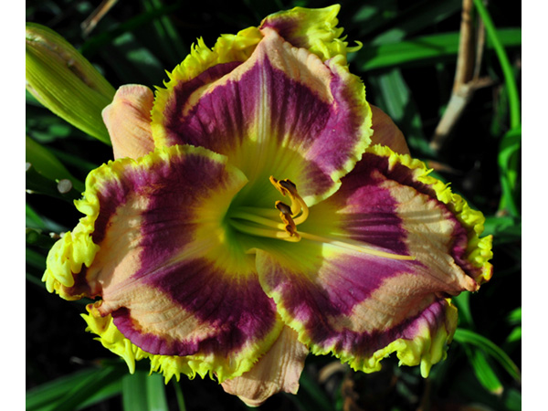 catalog/images/startseite/Mystic_Image.jpg