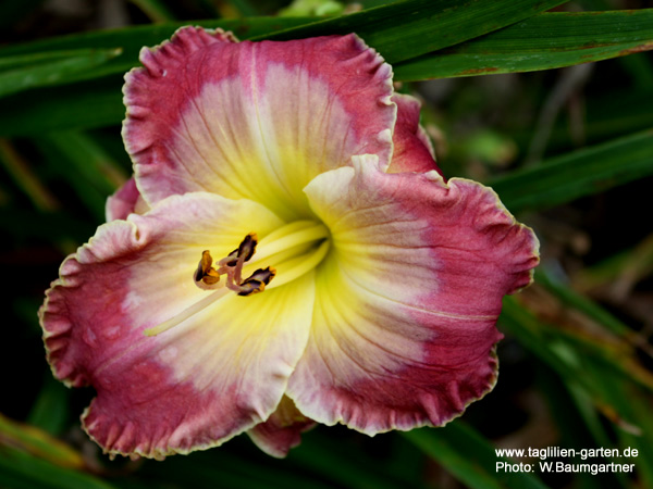 catalog/images/startseite/Frank's Star Bethlehem.jpg