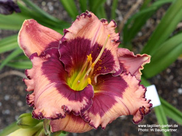 catalog/images/startseite/Frank's Star Bethlehem.jpg