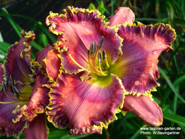 catalog/images/startseite/Macho Macho Man.jpg