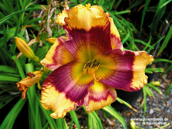 catalog/images/startseite/exotic-pattern.jpg